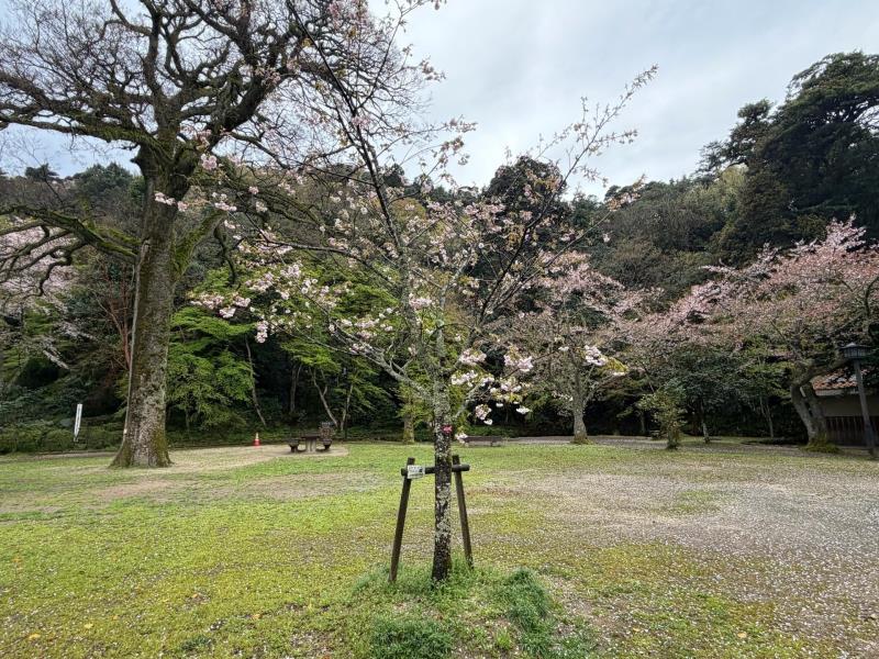 椿の平